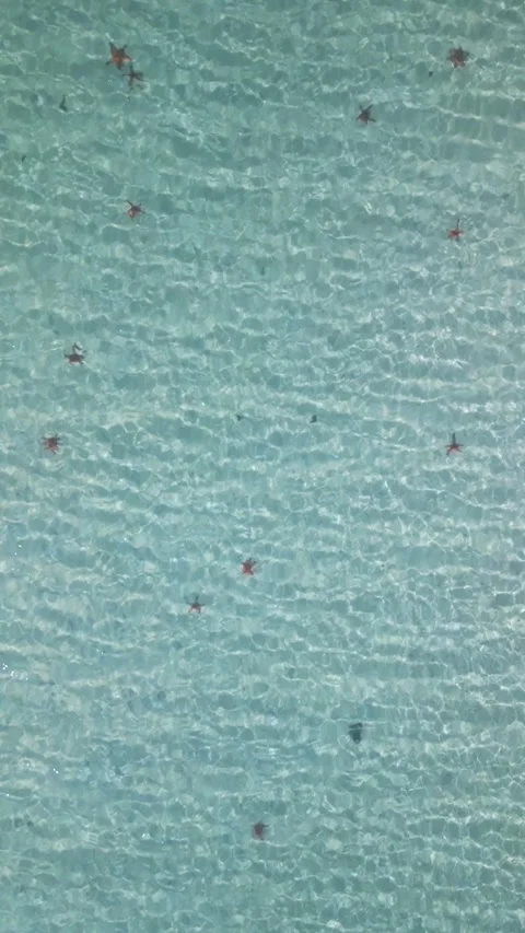 Aerial view of multiple starfish in clear shallow tropical sea Stock Footage 308512801