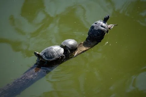 Aerial view of multiple turtles resting on a tree branch in the middle of the Stock Photos