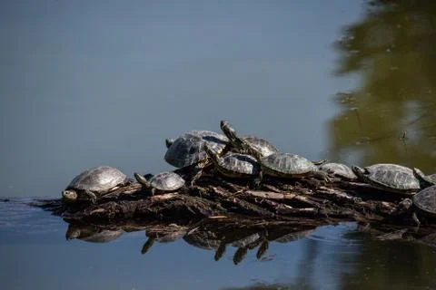 Aerial view of multiple turtles resting on a tree branch in the middle of the Stock Photos