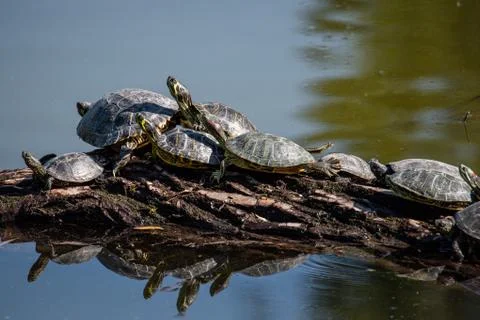 Aerial view of multiple turtles resting on a tree branch in the middle of the Stock Photos