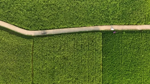 Aerial view of Munjungan Rice Fields in East Java, Indonesia. 库存影片 346654706
