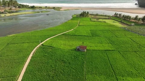 Aerial view of Munjungan Rice Fields in East Java, Indonesia. 库存影片 346654806