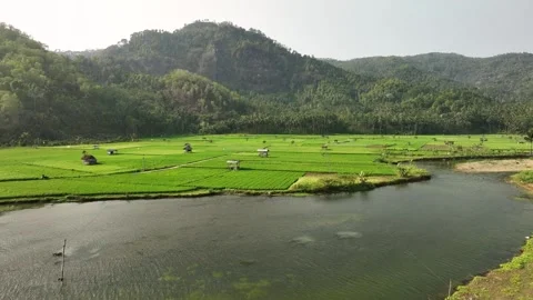 Aerial view of Munjungan Rice Fields in East Java, Indonesia. 库存影片 346654831