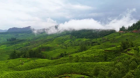 Aerial View of Munnar Crop Fields Covered in Clouds Видео 341311557