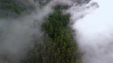 Aerial View of Munnar Forest Covered in Clouds Stock Footage 341311412