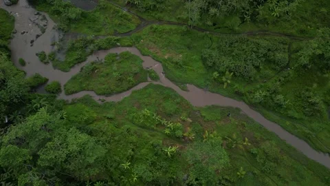Aerial view of Murky River surrounded by Dense natural forest Stock-Footage 290884903