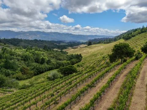 Aerial view of Napa Valley vineyard landscape Stock Photos