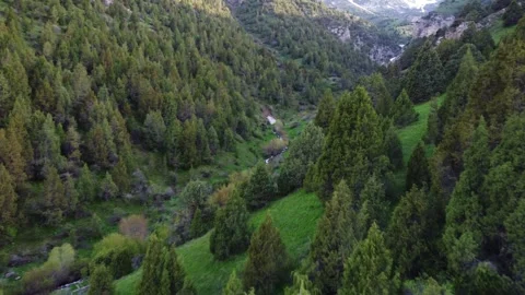 Aerial view of narrow mountain stream flowing through dense juniper forest Vidéo 334326436