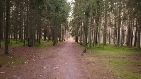 Aerial view of a narrow path in the woods Stock Footage 321423190