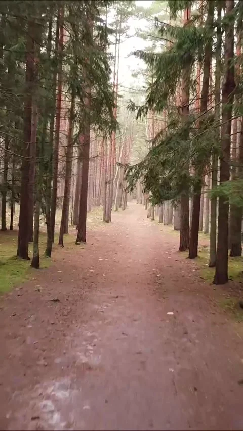 Aerial view of a narrow path in the woods, Vertical 9:16. Stock Footage 322021995