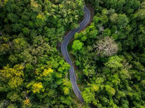 Aerial view of narrow street between woodland green forest Stock Photos