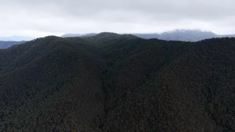 Aerial View Of Native Australian Forest Stock Footage 335501201