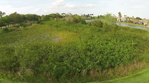 Aerial view of native Florida vegetation Stock Footage 37712248