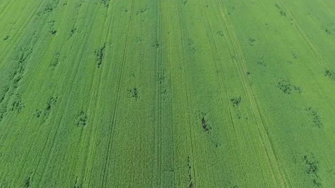 Aerial view of natural green wheat field. Green wheat stalks. Drone flying over Video stock 158211053
