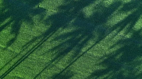 Aerial view of natural tree shadows across paddy field Vídeo Stock 332223805
