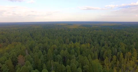 Aerial view nature cedars Stockbeeldmateriaal 67581581