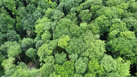 Aerial view of nature forest in summer. Dron flying over beautiful landscape Stock Footage