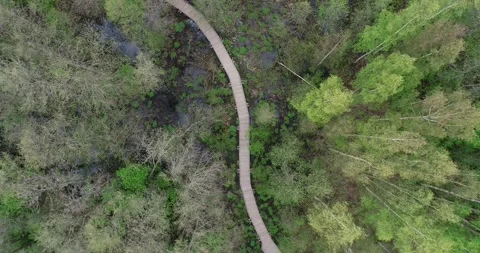 Aerial view of nature's path in forest Stock Footage 147861492