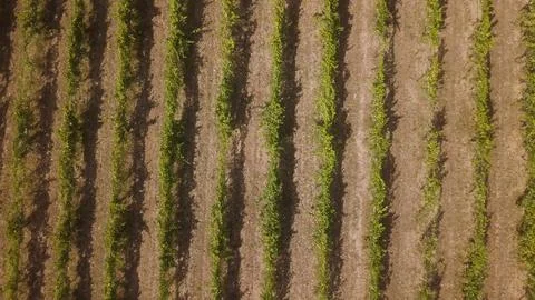 Aerial view of neatly aligned rows of grape vines in a vineyard in Portugal Stock Photos