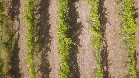 Aerial view of neatly aligned rows of green grape vines in a sunlit Portugu.. 写真素材