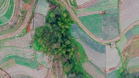 Aerial view of Nepal Van Java terraced fields, Indonesia. Stock Footage 346601097