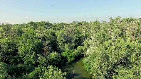 Aerial view of nesting cormorants Stock Footage 101300126