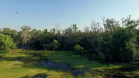 Aerial view of nesting cormorants Stock-Footage 102276722