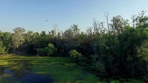 Aerial view of nesting cormorants Stock Footage 103172117