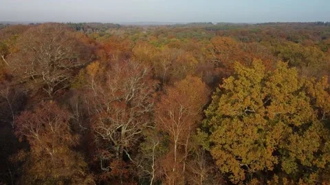 Aerial view of the New Forest National Park in Autumn Fall Stock Footage