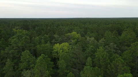Aerial View of the New Jersey Pine Barrens Vídeo Stock 160283100