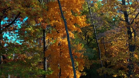 Aerial view, Niagara River, fall colors Stock Footage 219439851