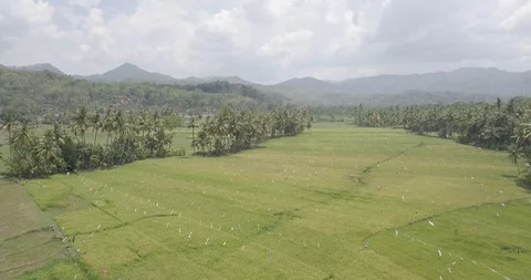 Aerial view of nice rice fields with coconut tree in valley under the mountai Stock Footage 121544755