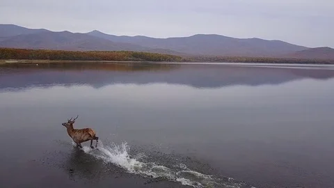 Aerial view of a noble deer running on water, shooting in slow-motion mode Stock Footage