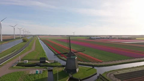 Aerial view of Noorder-M windmill surrounded by blooming tulips in Sint Video stock 313165462