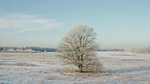 Aerial View of Oak Tree at Cold Winter Morning Stock Footage 258165552