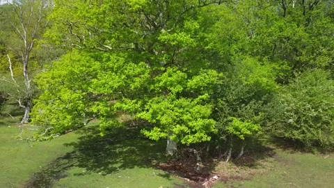 Aerial view of an oak tree in the New Forest National Park in Spring Stock Footage 155331054