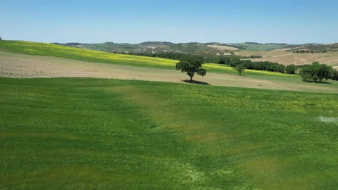 Aerial view of oak trees in fields with yellow flowers Stock-Footage 315983634