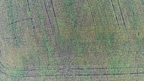 Aerial view of an oat field during a cloudy summer day. Stock Footage 159608902