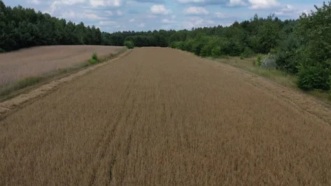 Aerial view of oat field Stock Footage 247783003