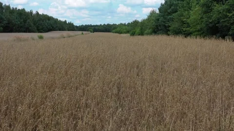 Aerial view of oat field Stock Footage 247790315