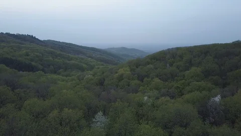 Aerial view ofthe forest in the springtime Stock Footage 89142716