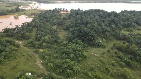 Aerial view of oil palm plantation and lake in Putrajaya Stock Footage 149279953