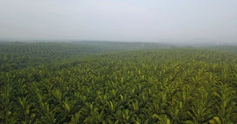 Aerial view of oil palm tree plantation field, Agricultural industry Stock-Footage 116796053