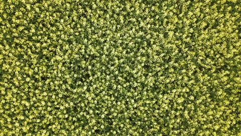 Aerial view of oilseed rape field in bloom, springtime. Scenery of a field road Stock Footage 274482709