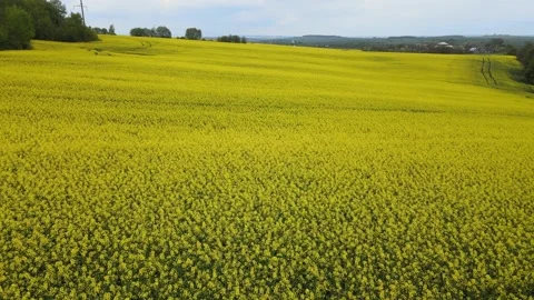 Aerial view of oilseed rape field in bloom, springtime. Cultivation area for the Stock Footage 274482750