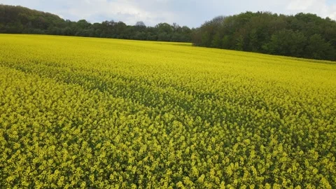 Aerial view of oilseed rape field in bloom, springtime. Large yellow field of Stock Footage 274487148