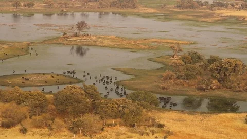 Aerial view of Okavango delta 스톡 동영상 119230674