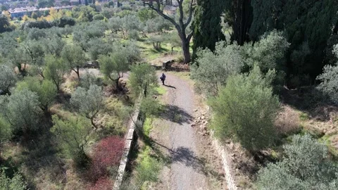 Aerial view old man walking on path sourranded of oliv oil trees 스톡 동영상 166028323