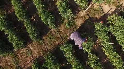 Aerial view of old men takes tomatoes in the tomato fields. Stock Footage 59389462
