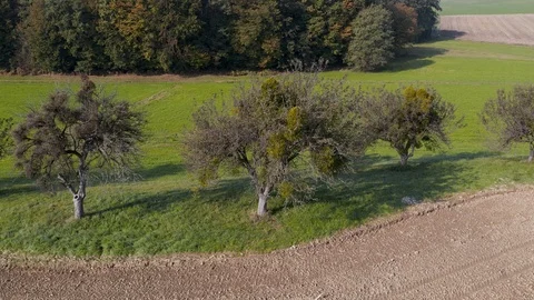 Aerial view on old orchard with trees covered in mistletoe Stock Footage 97203756